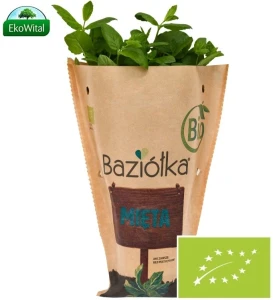 Mięta w doniczce świeża BIO Baziółka