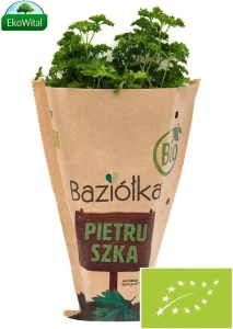 Natka Pietruszki w doniczce świeża BIO Baziółka