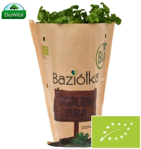 Kolendra-ekologiczna-w-doniczce-BIO-Baziolka.webp