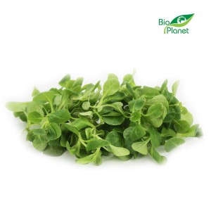 Roszponka ŚWIEŻA niemyta BIO ok 100 g