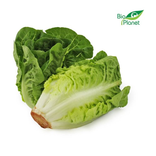Sałata rzymska mini ŚWIEŻA BIO ok 400 g