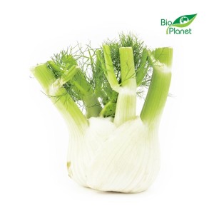 Fenkuł Koper włoski ekologiczny świeży ok 500g BIO
