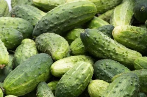 Ogórki gruntowe ekologiczne świeże BIO ok 0,5 kg