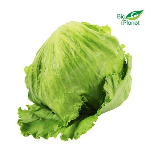 Sałata Lodowa ekologiczna świeża BIO 1 sztuka