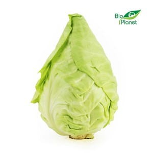 Kapusta Szpiczasta ekologiczna świeża BIO około 1kg 